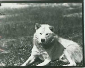 Image of Eskimo [Inuk] Dog